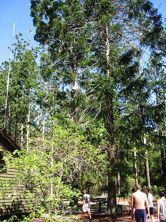 Wald Fotos