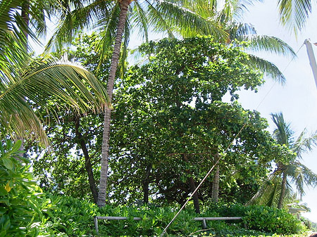 Trinity Beach Fotos